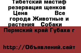 Тибетский мастиф резервация щенков › Цена ­ 100 000 - Все города Животные и растения » Собаки   . Пермский край,Губаха г.